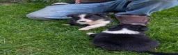 Border Collie dogs for sale: Beautiful isds registered puppies  - Advert 5