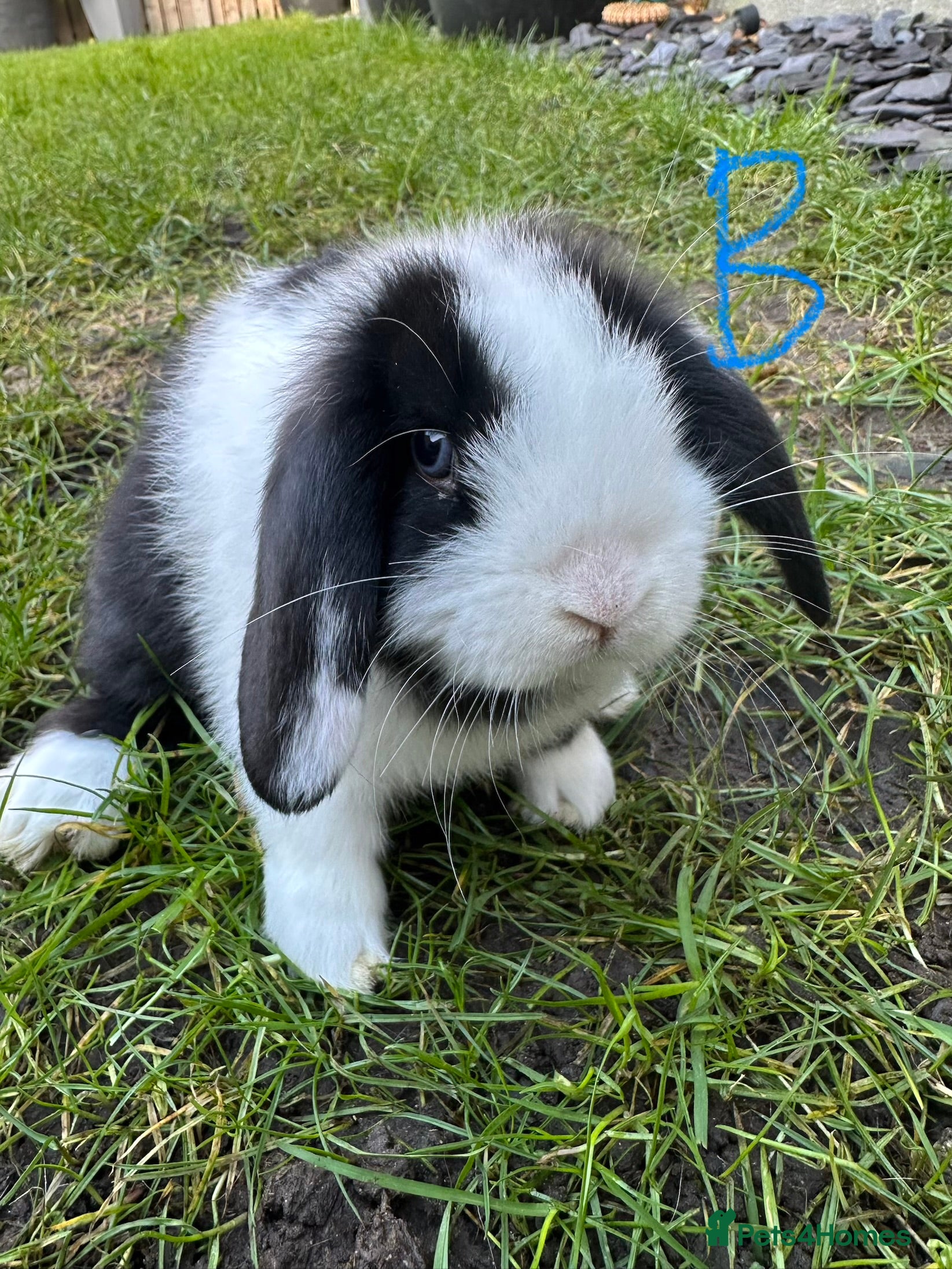 Mini Lop rabbits Mini Lop Rabbits  - Advert 3