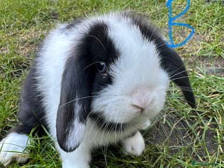 Mini Lop rabbits Mini Lop Rabbits - Advert 3