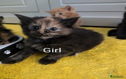Mixed Breed cats for sale: wonderful Kittens  - Image 3
