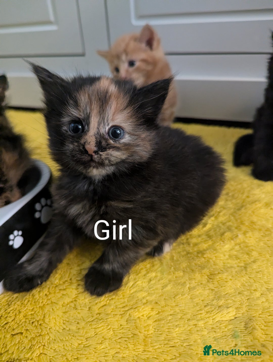Mixed Breed cats for sale: wonderful Kittens  - Image 3
