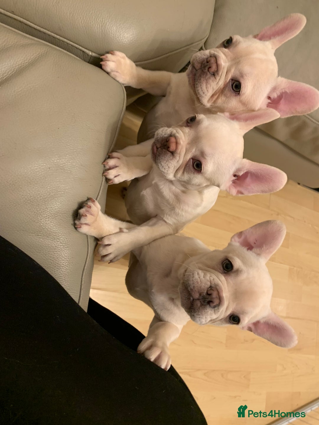 French Bulldog dogs for sale: 5 beautiful French bulldog puppies  - Advert 6