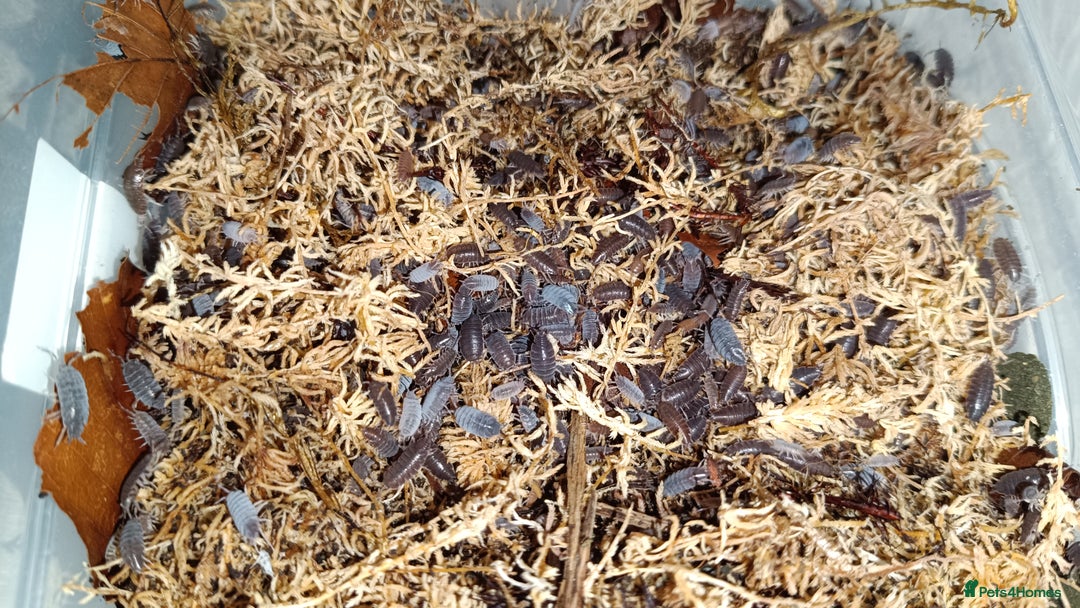 Mixed Breed invertebrates for sale: Tropical Grey Woodlice / Isopods - Huge Colonies - Image 2