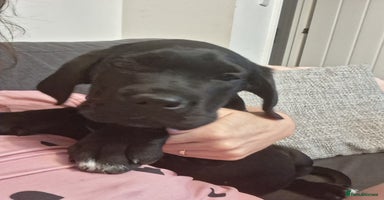 Cane Corso dogs - Advert 4