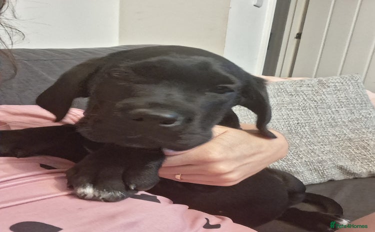 Cane Corso dogs - Advert 10