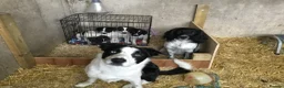 Mixed Breed dogs for sale: Sprollies - Advert 9