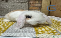 Mini Lop rabbits for sale: Mini Lop Rabbits For Sale  - Image 14