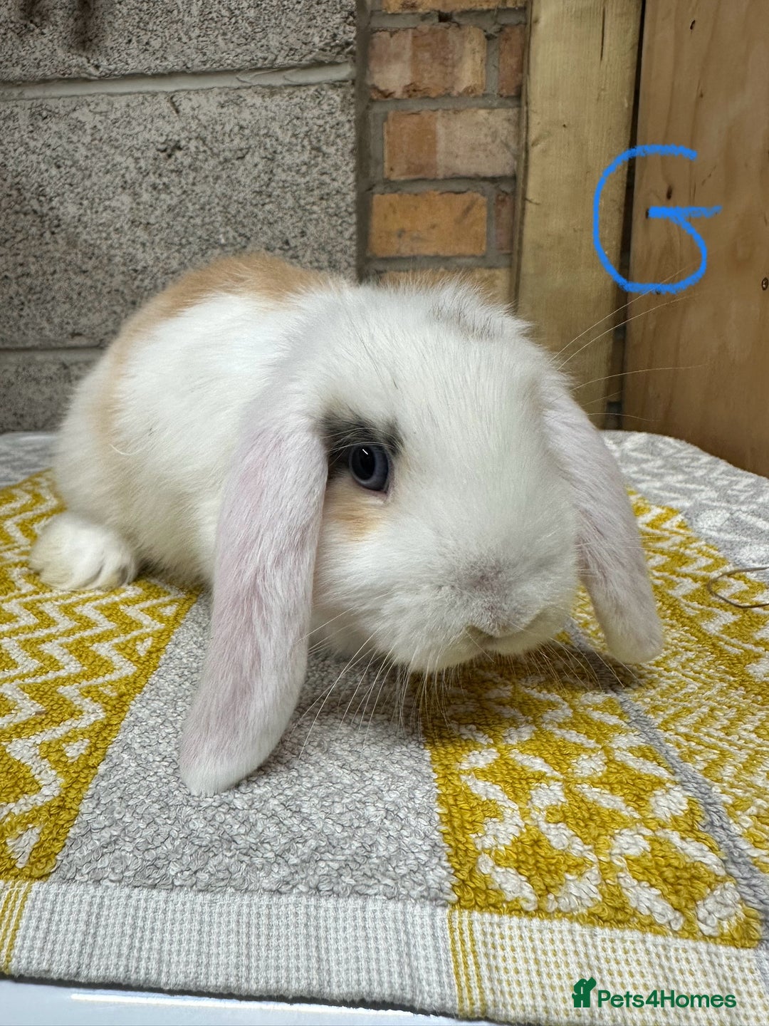 Mini Lop rabbits for sale: Mini Lop Rabbits For Sale  - Image 14