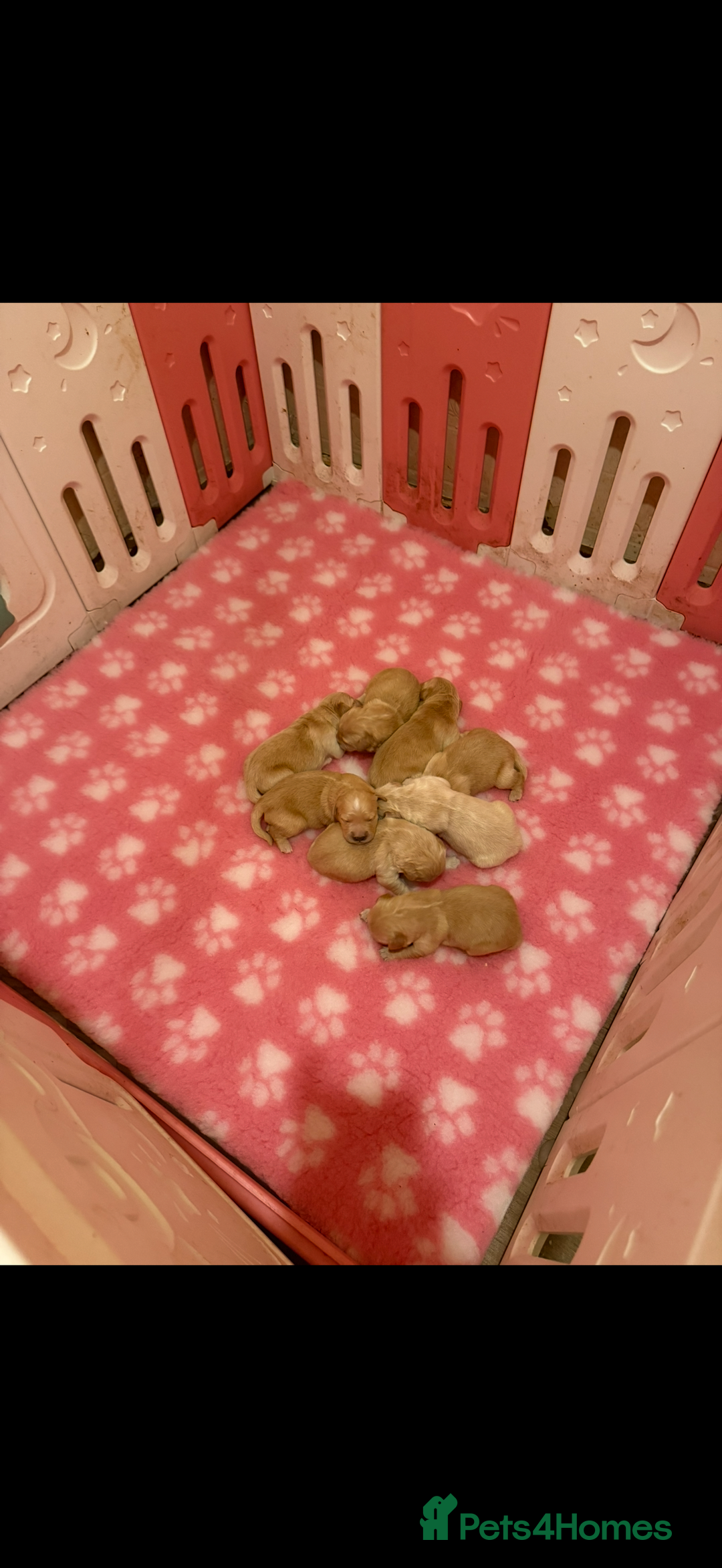 Golden Retriever dogs for sale: KC Registered Golden Retriever Puppies  - Advert 2