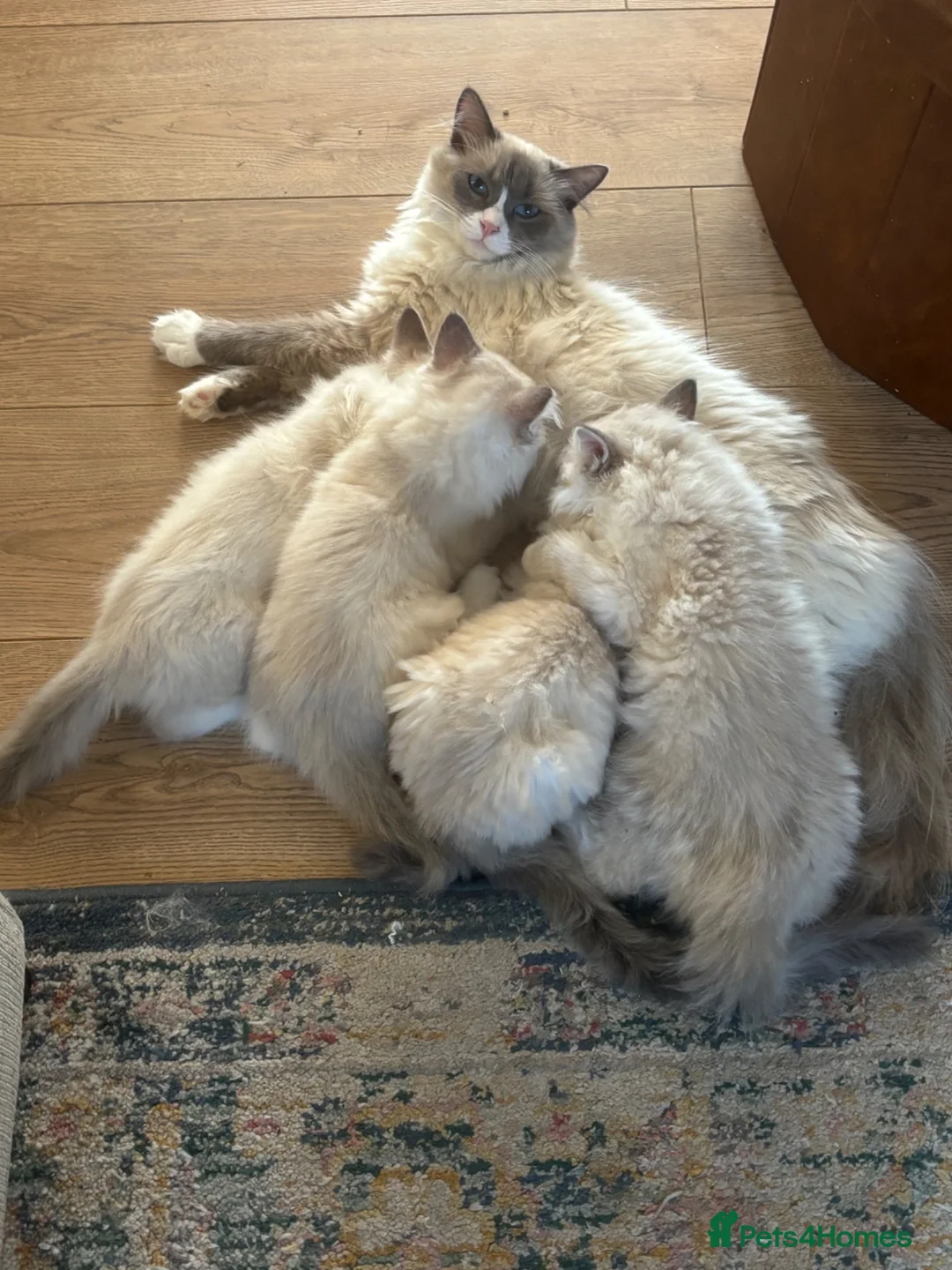 Ragdoll cats for sale: One boy and one girl available  - Advert 2
