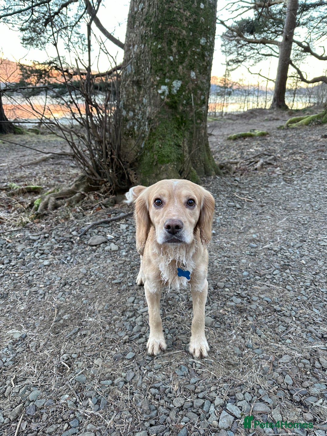 Cocker Spaniel dogs for stud: Proven Working Cocker Spaniel stud - KC Registered in Cockermouth - Advert 12