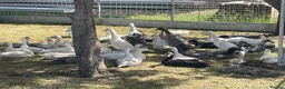 Ducks poultry for sale: Indian runner ducks - Advert 8