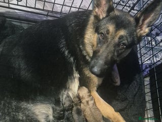 German Shepherd dogs German shepherd puppies - Advert 1