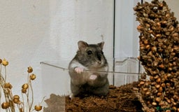 Hamster rodents for sale: Female Dwarf Hamster for Adoption UPDATED 05.09.25 - Image 1