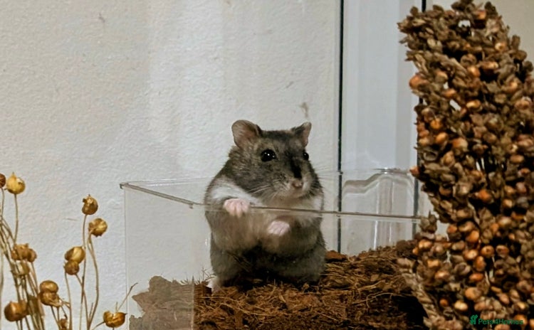 Hamster rodents - Advert 2