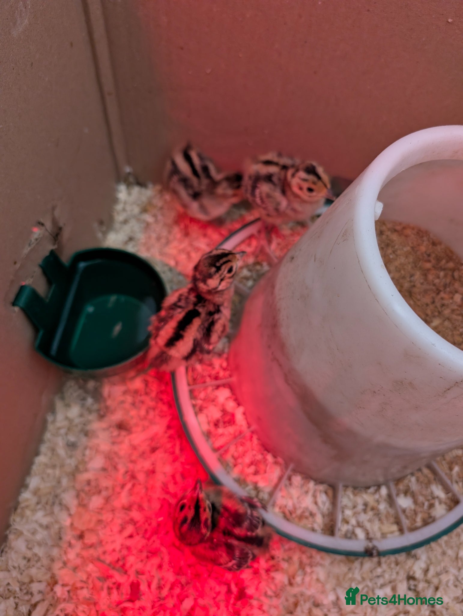 Pheasants poultry for sale: Pheasant chicks hand reared - Advert 3