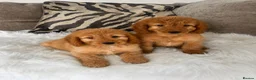 Cockapoo dogs for sale: F1 golden cockapoo puppies  - Advert 1