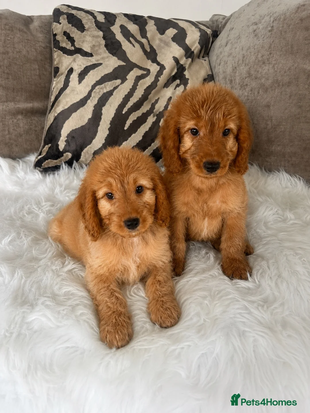 Cockapoo dogs for sale: F1 golden cockapoo puppies  - Advert 1