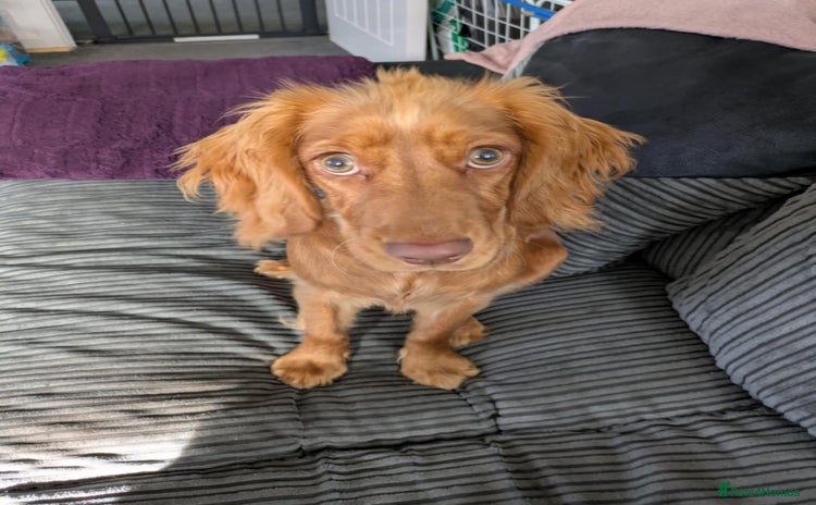 Cocker Spaniel dogs - Advert 1