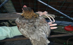 Chickens poultry for sale: 2 handsome serama Cockerells - Image 8