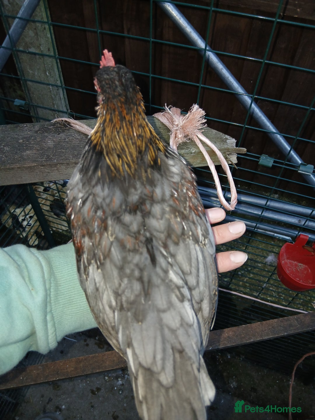 Chickens poultry for sale: 2 handsome serama Cockerells - Image 8