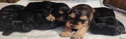 Cockapoo dogs for sale: 5 F1B Cockapoo puppies - Advert 6