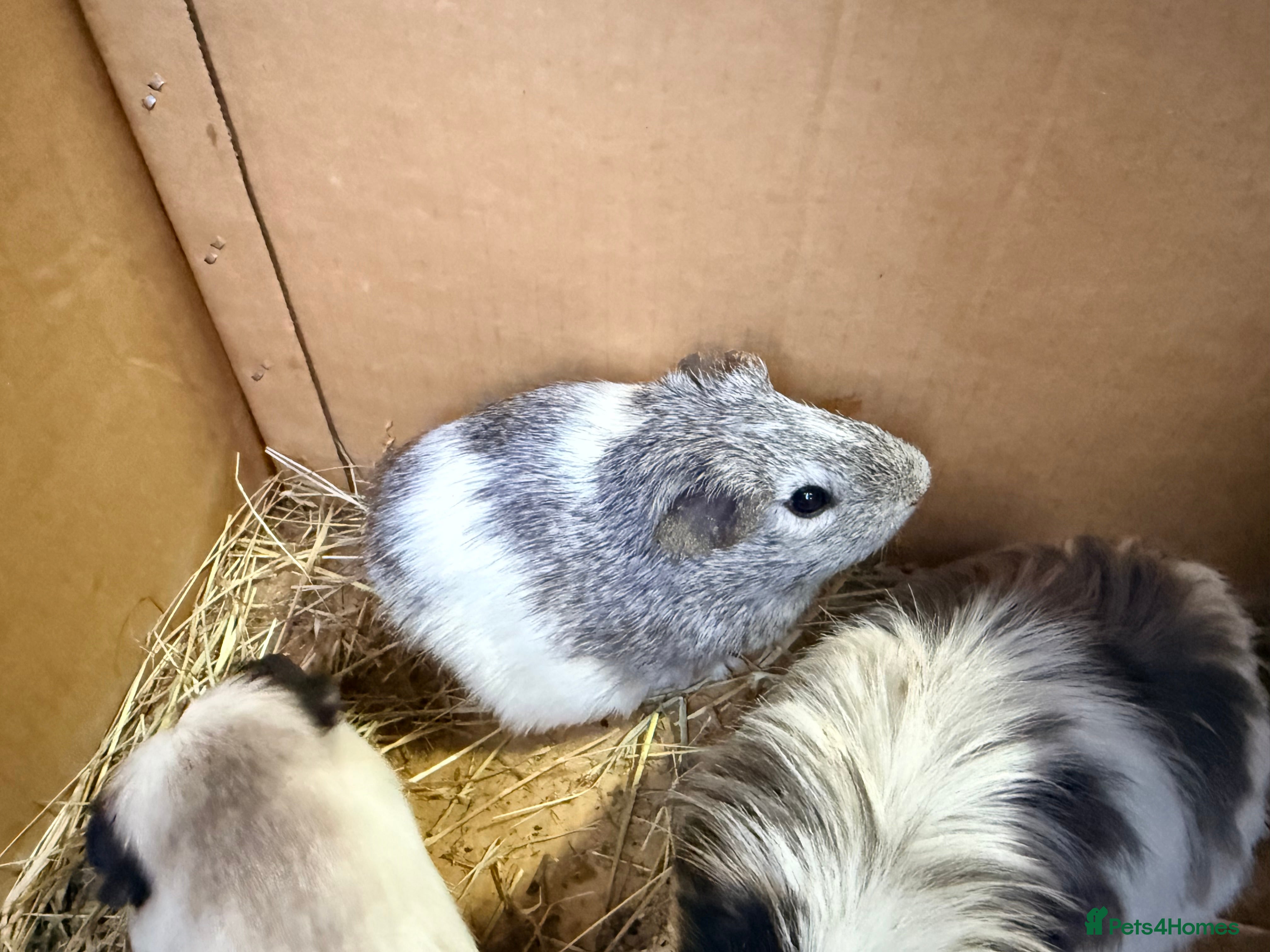 Guinea Pig rodents Baby sow guinea pigs  - Advert 8
