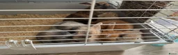Mini Lop rabbits for sale: 13 baby bunnies -two litters ready mid-end of July - Advert 29
