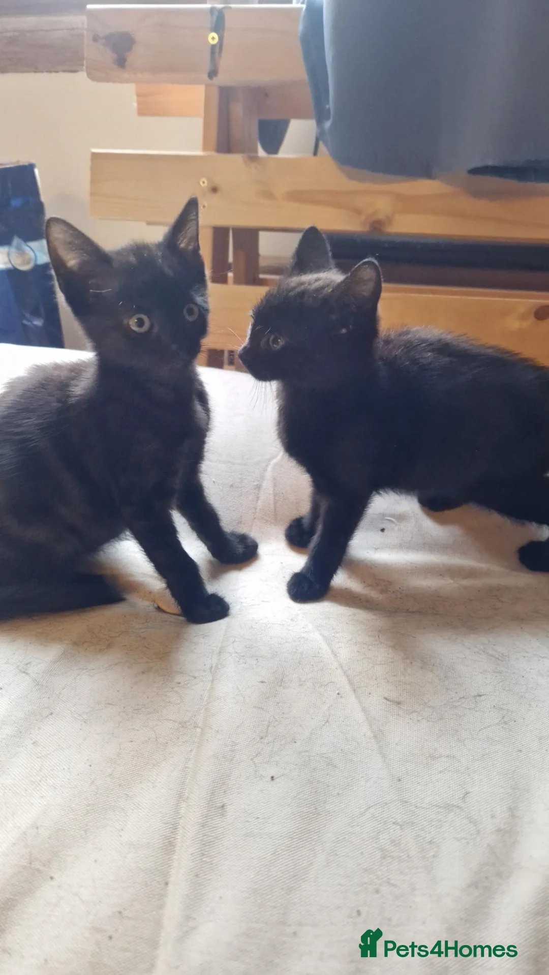 Mixed Breed cats for sale: 2 last kittens left  - Advert 2