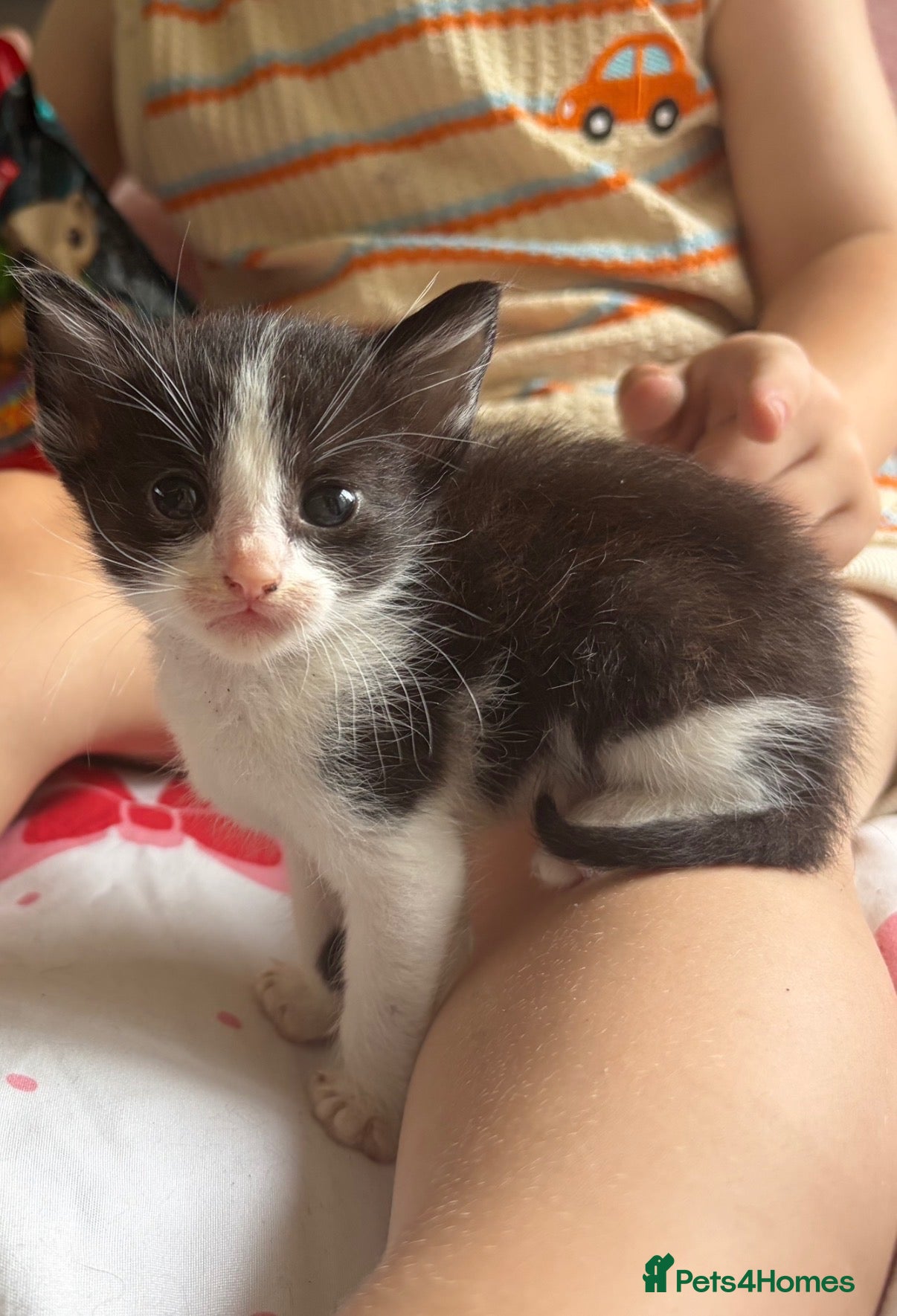 Domestic Shorthair cats Female kittens ready to go TODAY - Advert 1