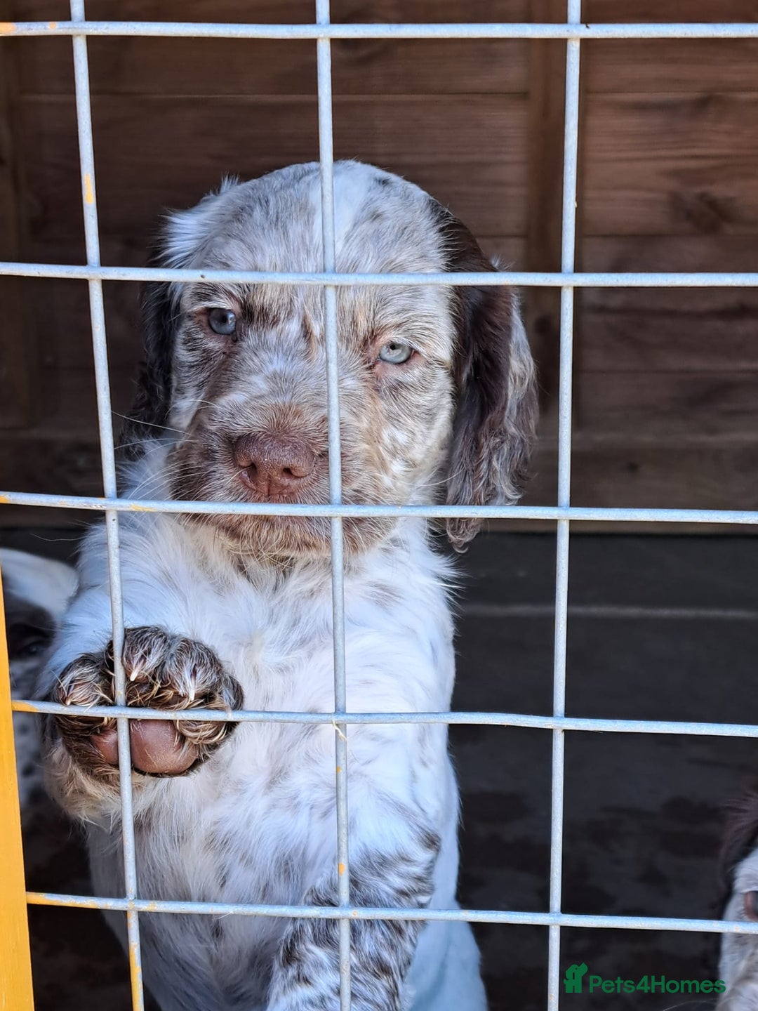 Cocker Spaniel dogs for sale: Working Cocker Spaniel Puppies  - Image 14
