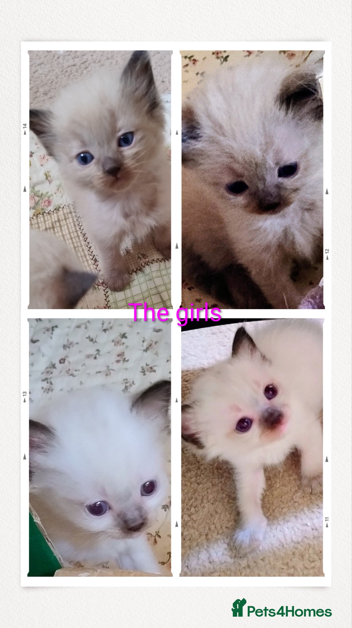 Ragdoll cats Pure bred Ragdolls need loving homes - Advert 2