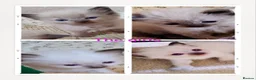 Ragdoll cats for sale: Pure bred Ragdolls need loving homes - Advert 11