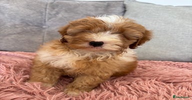 Cavapoo dogs - Advert 15