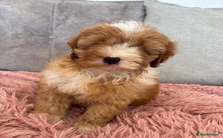 Cavapoo dogs - Advert 2