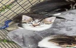 Mixed Breed cats for sale: Gorgeous kittens available please read  - Image 11