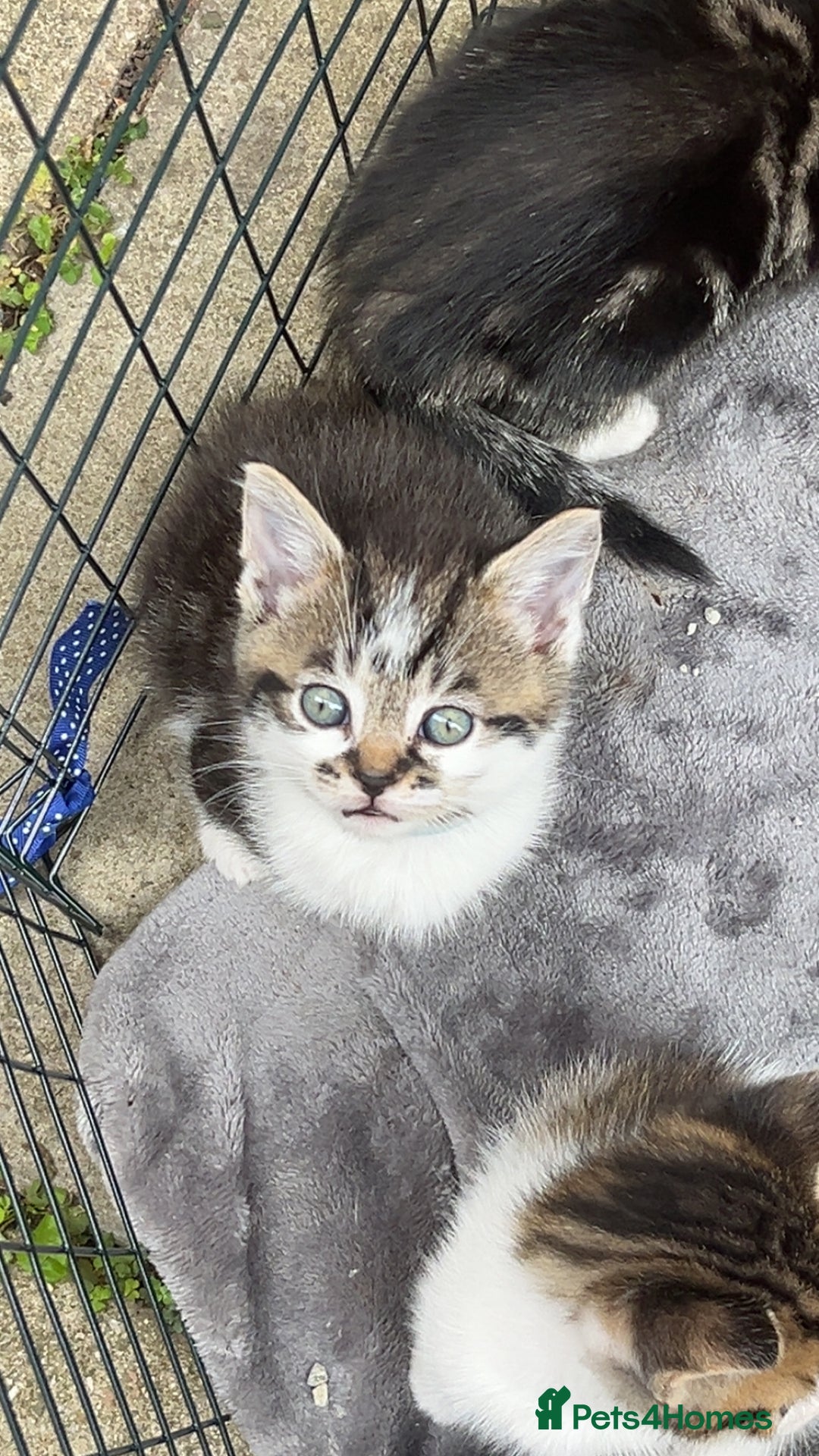 Mixed Breed cats for sale: Gorgeous kittens available please read  - Image 11