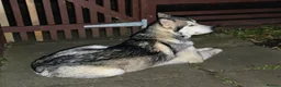 Mixed Breed dogs for sale: Alaskan Malamute – Responsible New Home Needed - Advert 3