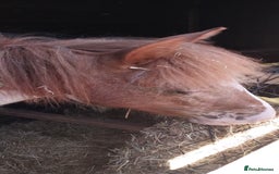 Other Breed horses for sale: Yearling Filly  - Image 5