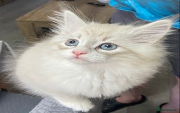 Siberian cats for sale: Siberian kittens   Neva Masquerade White - Image 4