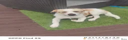 Belgian Shepherd Dog dogs for sale: Finding Teddy's forever home  in Corby - Advert 4