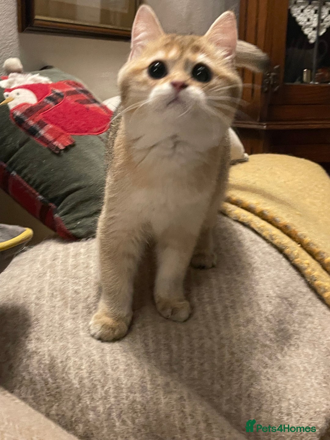 British Shorthair cats for sale: Ready Today Golden Female Kitten  - Advert 19