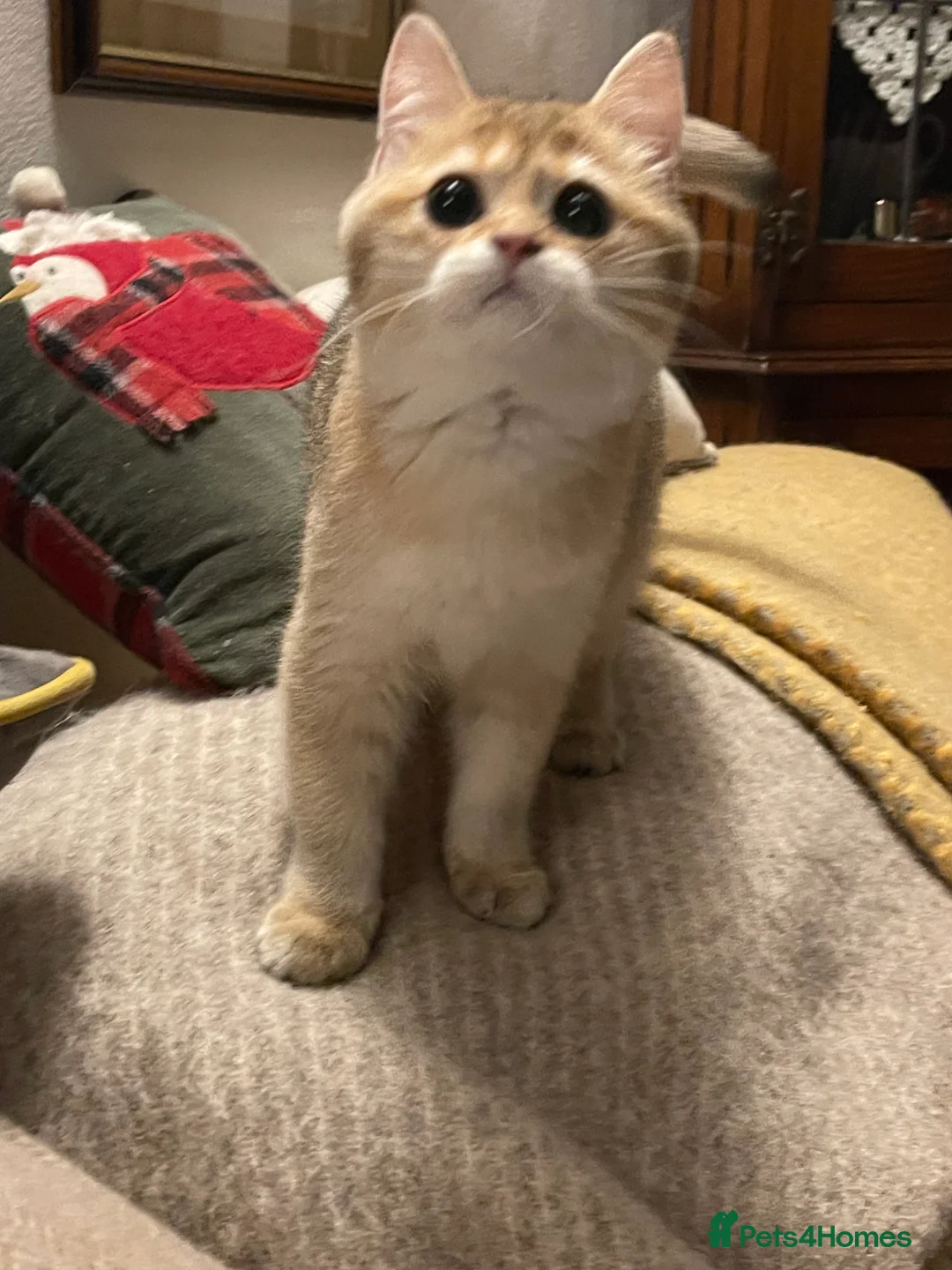 British Shorthair cats for sale: Ready Today Golden Female Kitten  - Advert 19