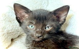 Mixed Breed cats for sale: Beautiful siamese mix kittens - Image 8