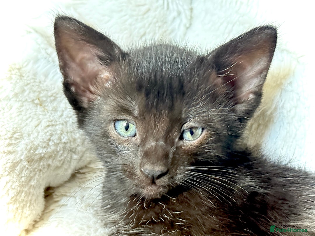 Mixed Breed cats for sale: Beautiful siamese mix kittens - Image 8