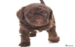 Australian Labradoodle dogs for sale: 🧡💚💙Unique Phantom &  Brown & Tuxedo 💙💚🧡 - Image 15