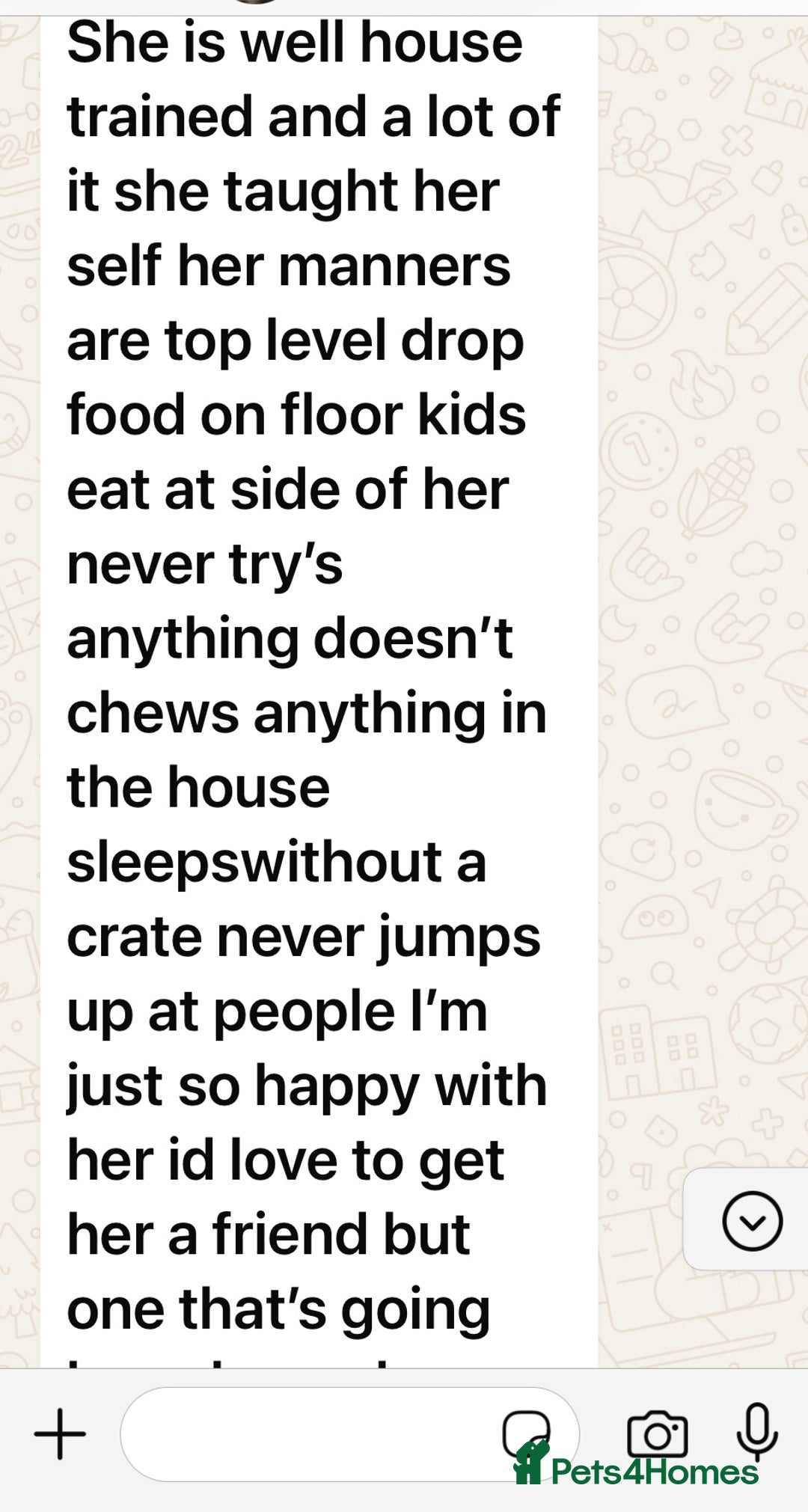 Welsh Corgi Pembroke dogs for sale: Champion bloodlines on both sides, great with kids - Advert 31