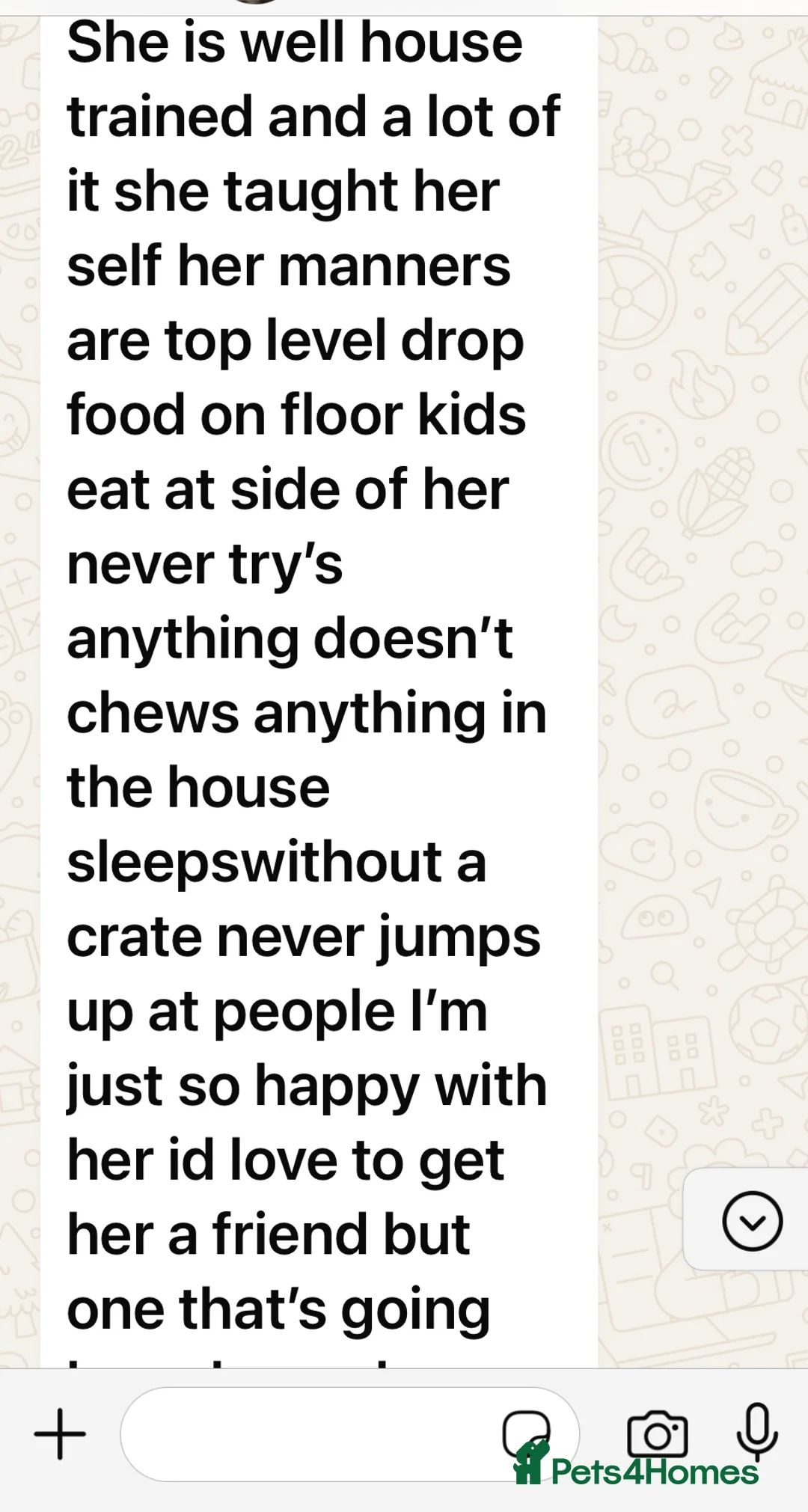 Welsh Corgi Pembroke dogs for sale: Champion bloodlines on both sides, great with kids - Advert 32