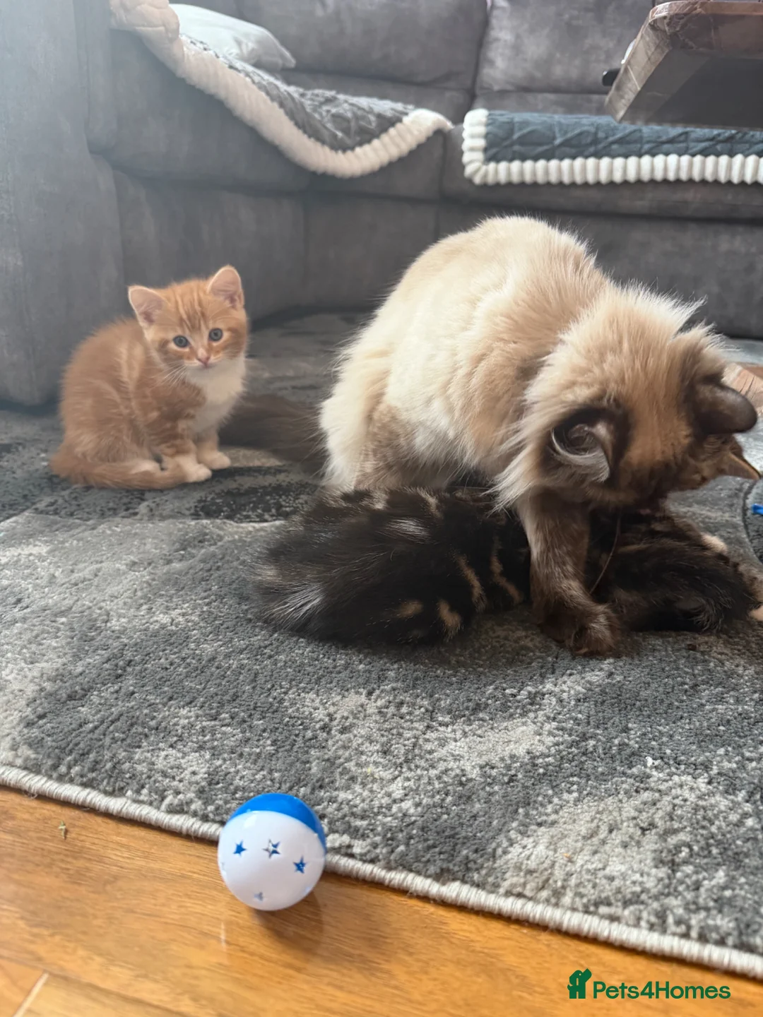 Mixed Breed cats for sale: 3 beautiful mixed ragdoll kittens  - Advert 2