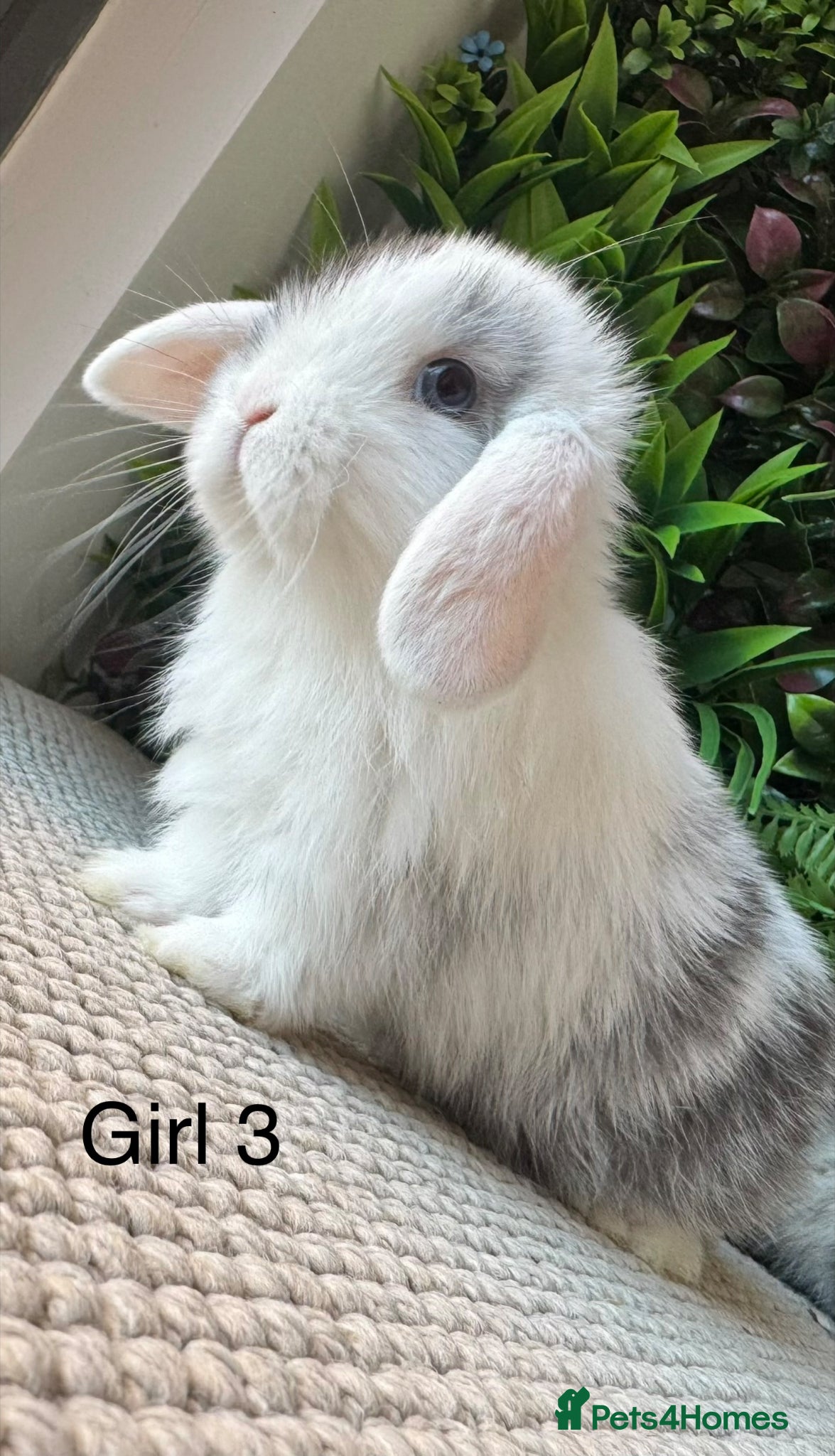 Mini Lop rabbits ⭐️ 3 mini lops ready to go ⭐️ - Advert 2